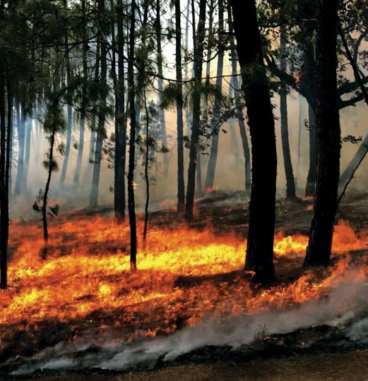 Heroes Verdes México: Bosque
